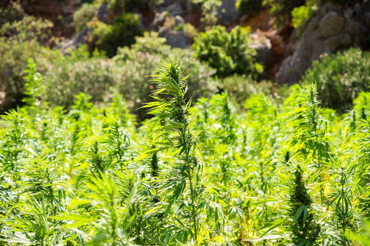 Phytoremédiation : Exploiter le potentiel écologique du chanvre pour nettoyer les sols contaminés par les radiations