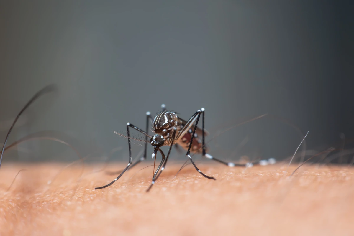 Moustique tigre : chikungunya et dengue, comment se protéger pendant la saison à risque