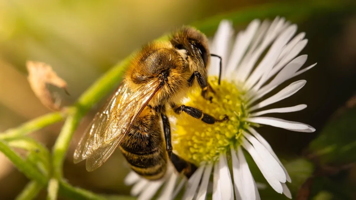 Le glyphosate est-il dangereux pour les abeilles ? Ce que révèle l’étude sur leur cerveau et leur butinage
