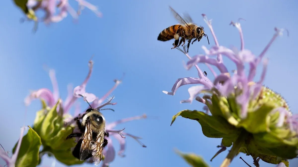 pollinators
