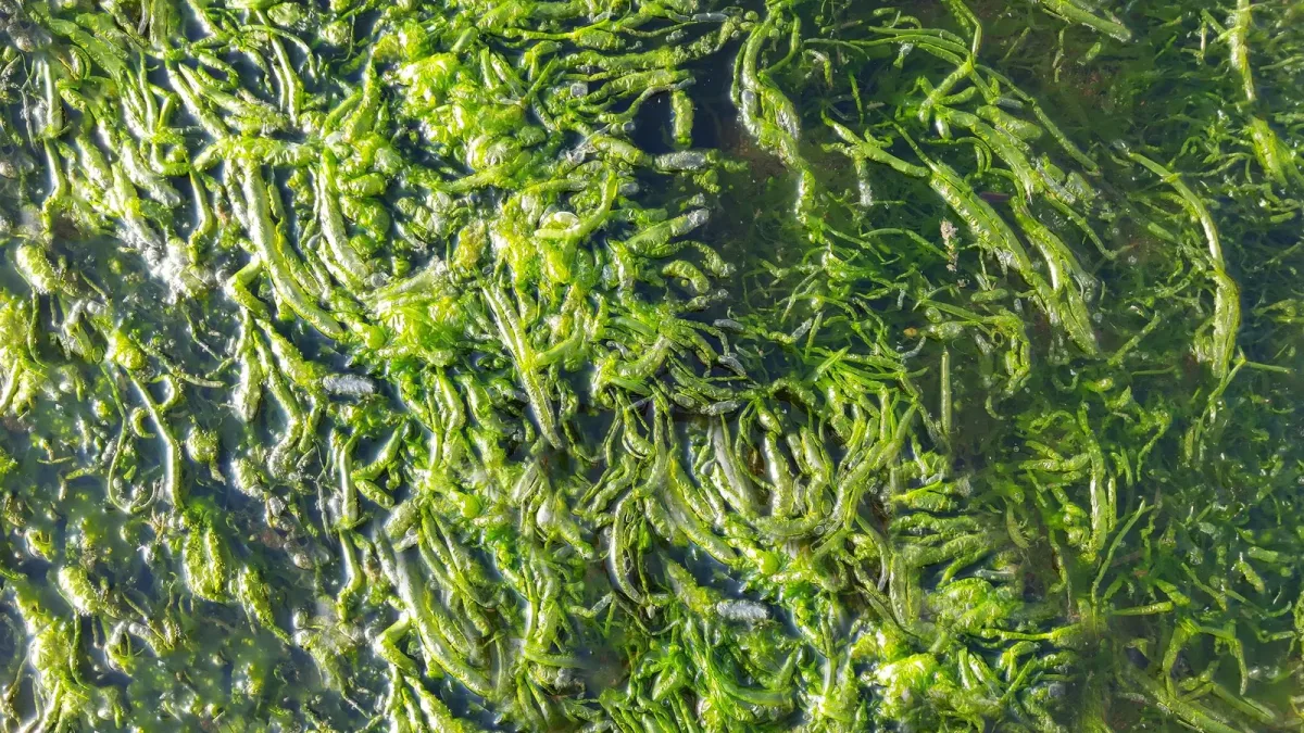 Plus la mer se réchauffe, moins le carbone des herbiers marins résiste