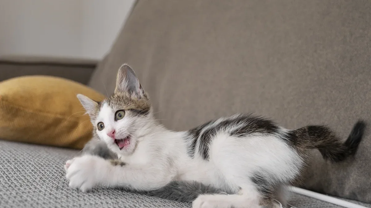 Un chat mignon qui passe du temps à l'intérieur.
