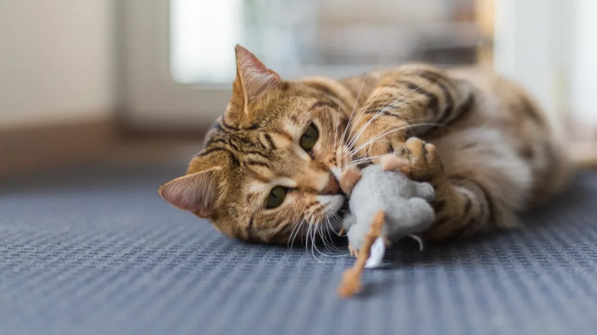 Quand un chat cesse de jouer : les signaux qui précèdent la morsure