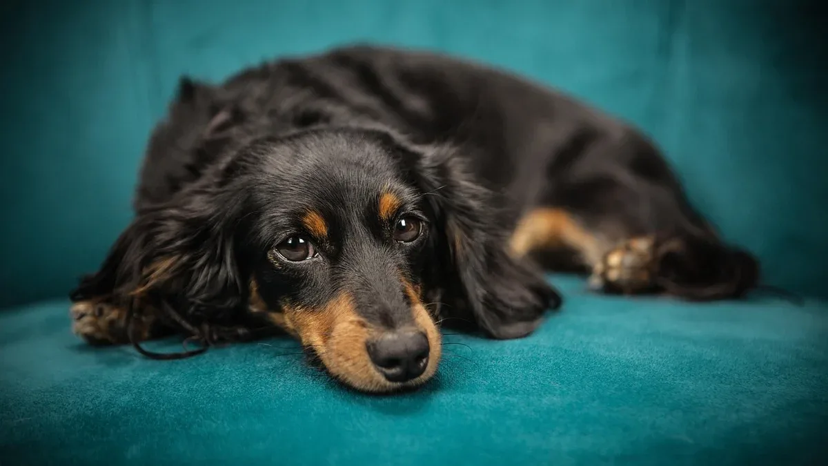 dog