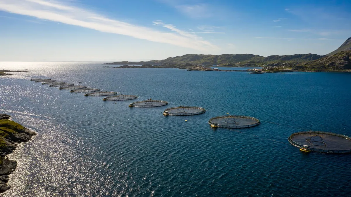 Ferme-usine à saumons : comment fonctionne l’aquaculture en circuit fermé (RAS) ?