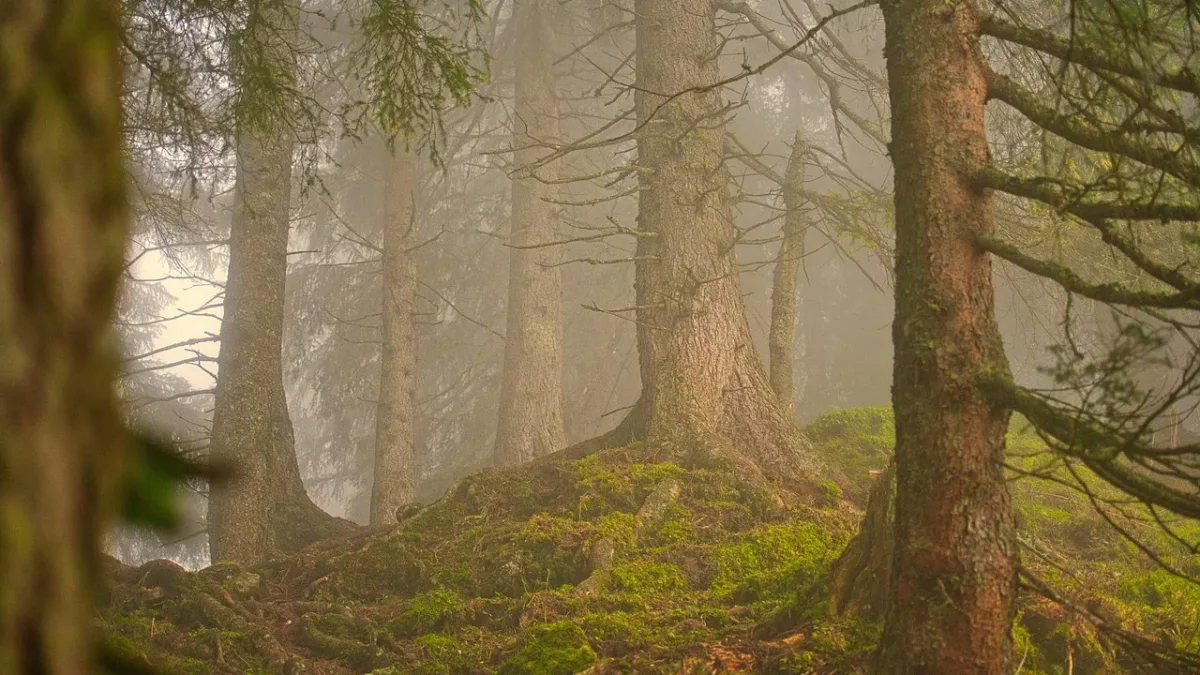 Puits de carbone forestier : pourquoi la forêt européenne n’absorbe plus autant de carbone ?