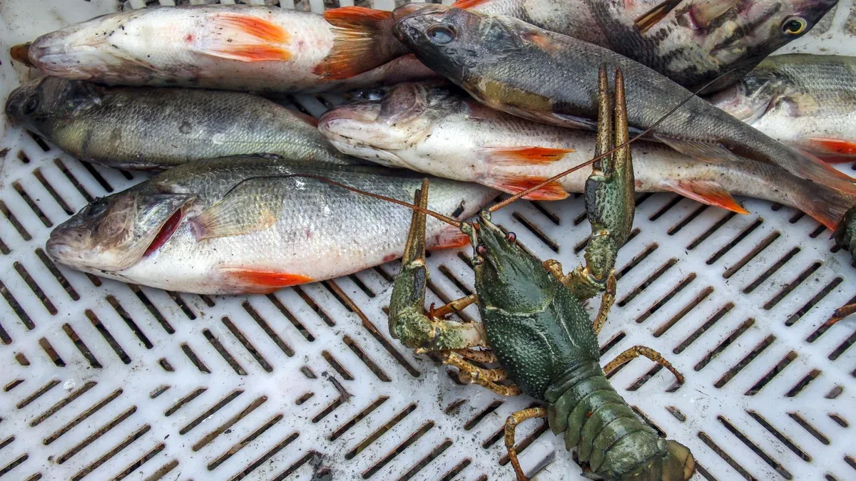 Vue d'angle élevé des fruits de mer dans le panier