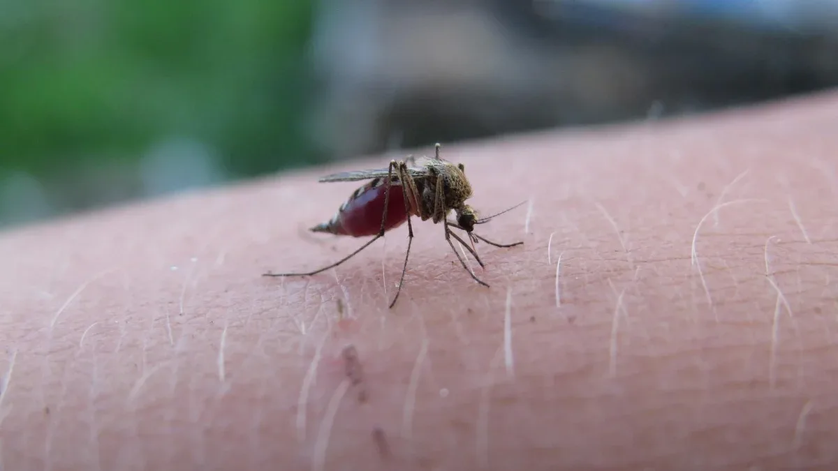 the mosquito