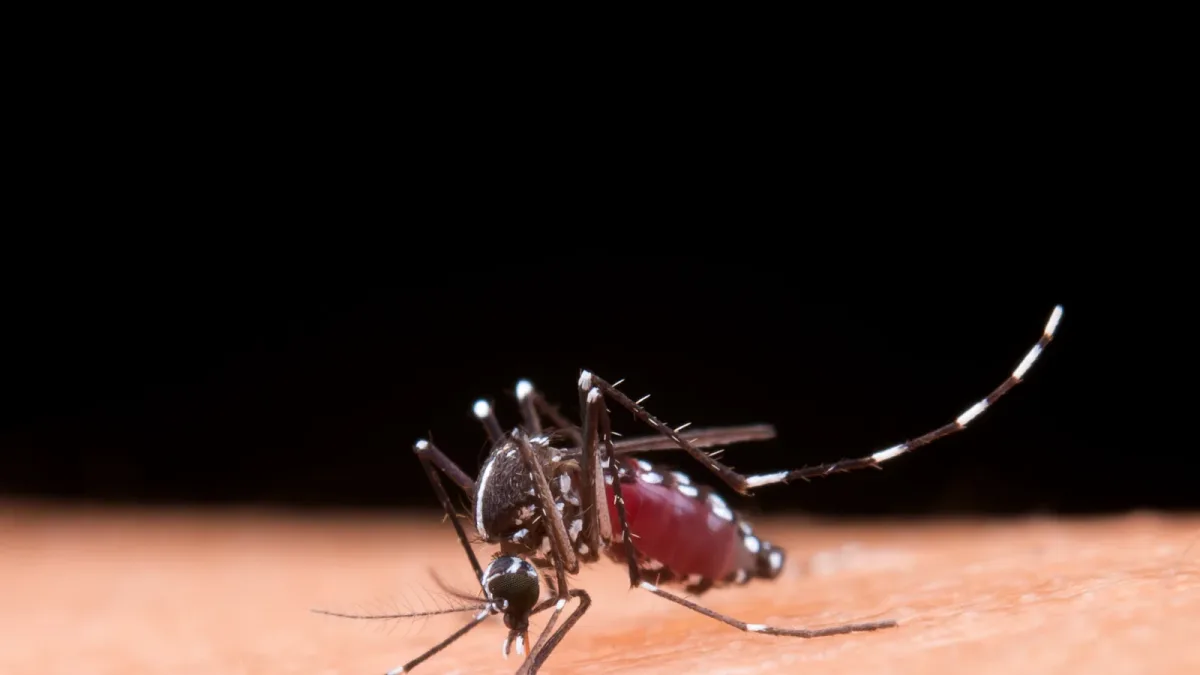Chikungunya : 15 cas autochtones en France et six cas de virus West Nile au bulletin du 12 août 2026