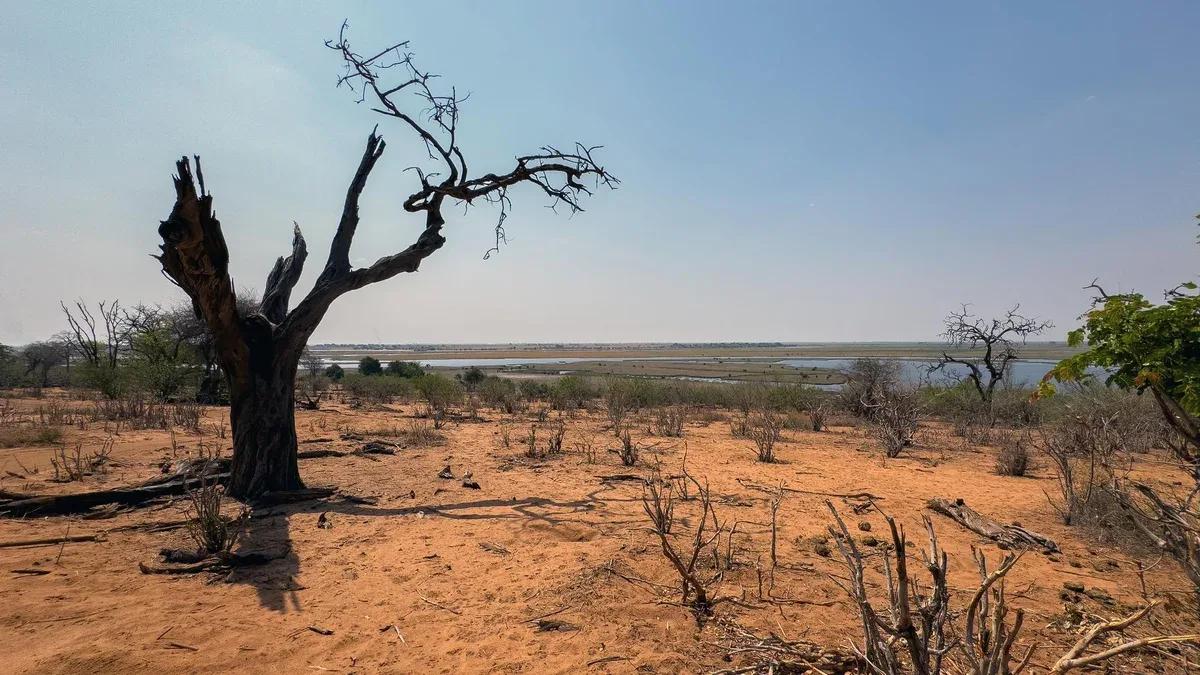 Le paysage aride de la savane africaine, l'arbre nu sur la route de terre rougeâtre, le ciel bleu.