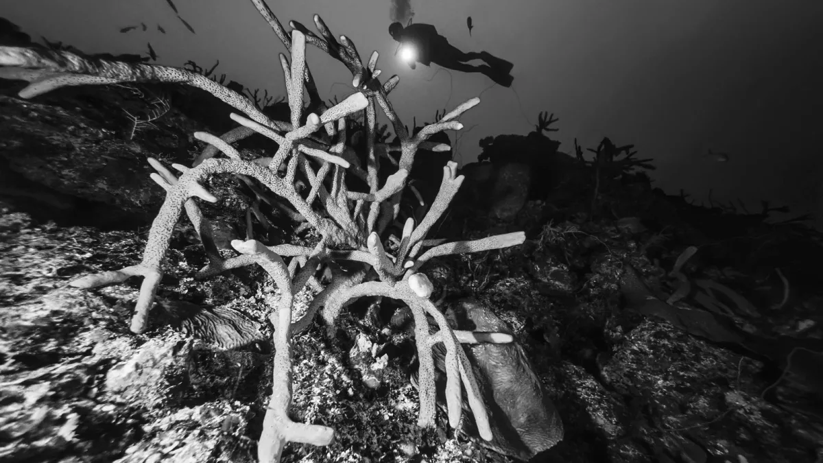 Comment un squelette de corail mesure les El Niño du dernier millénaire