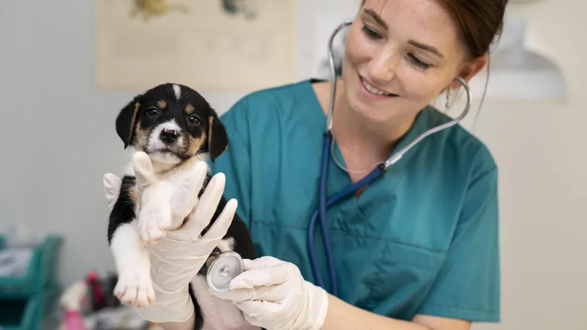 Gros plan sur un vétérinaire prenant soin d'un chien