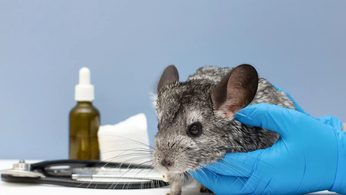 Médecin vétérinaire examinant chinchilla mignon avec stéthoscope à table blanche, gros plan