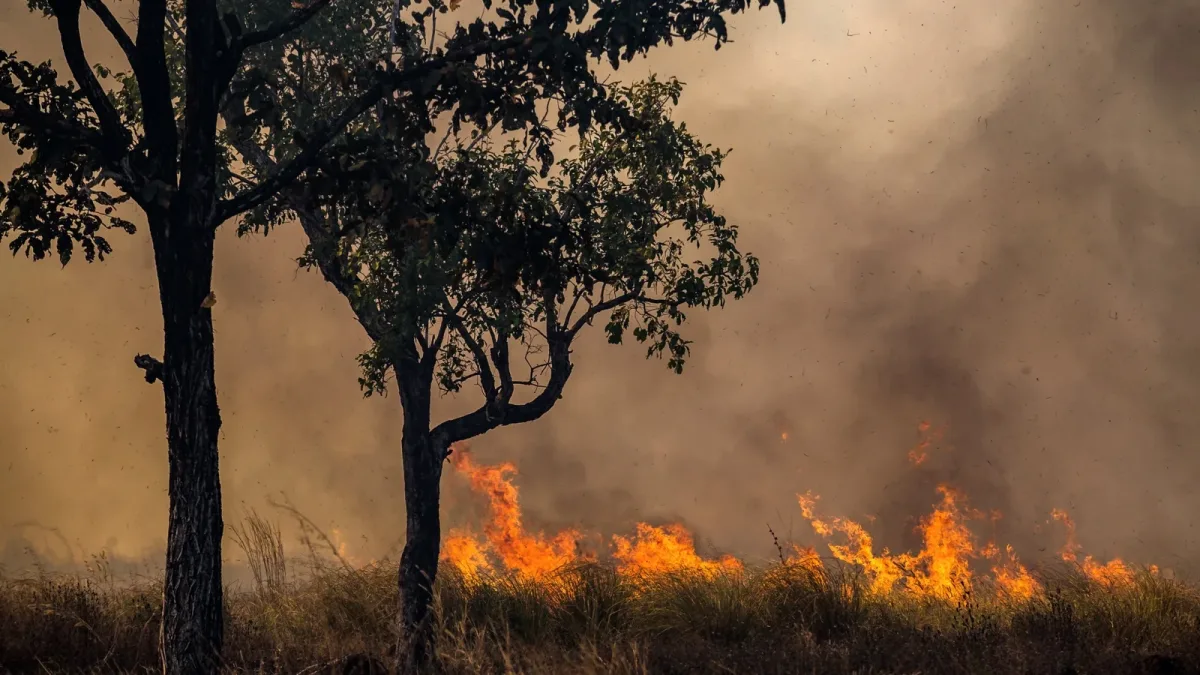 Feux de forêt : la réaction en chaîne qui transforme le bois en suie