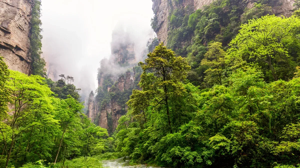 Parc forestier national de Zhangjiajie. Magnifique paysage naturel avec ruisseau fouet doré et piliers en pierre montagnes de quartz dans le brouillard et les nuages