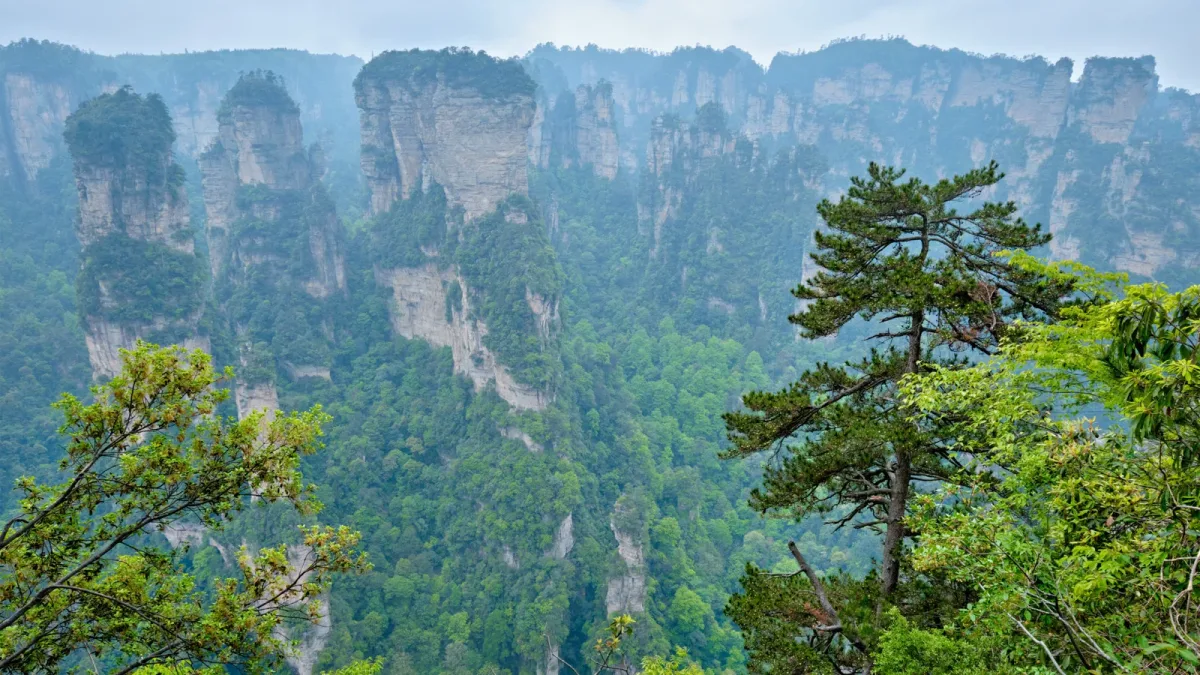 Forêts plantées de Chine : 65,8 % de feuillage en plus, 4,6 % à âge égal