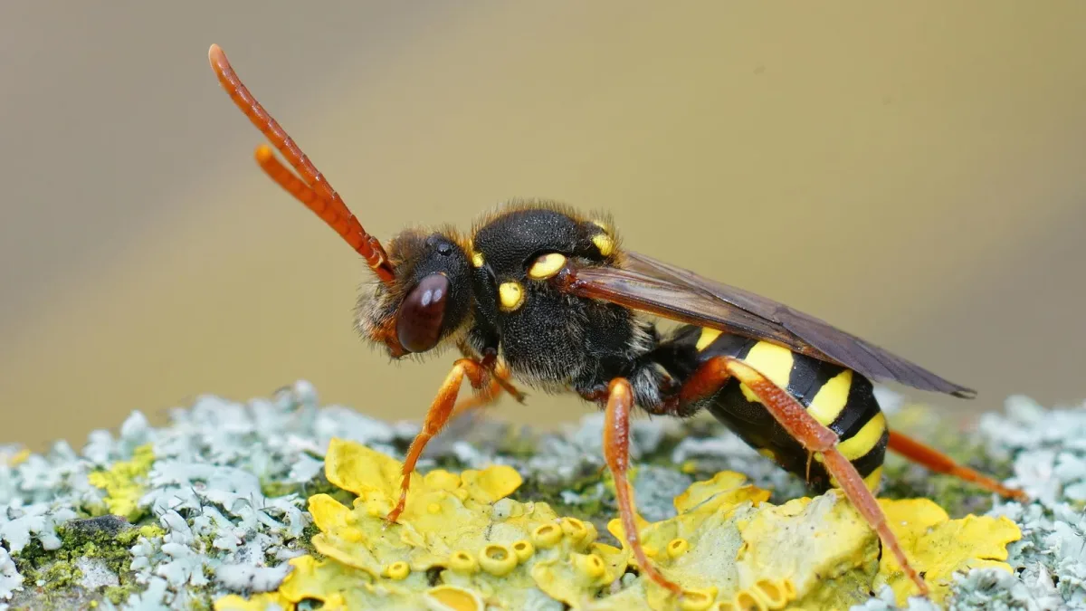 Frelon à pattes jaunes : comment il a conquis l’Hexagone et ce que change le plan national