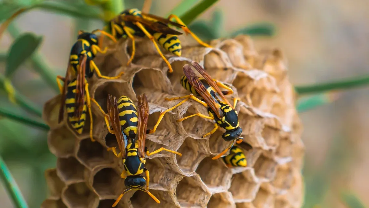 Guêpes dans un nid sur plante
