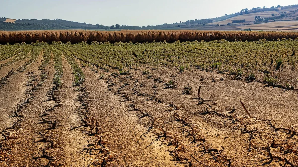 Les récoltes fanées et le sol desséché dans une ferme en sécheresse prolongée due au changement climatique
