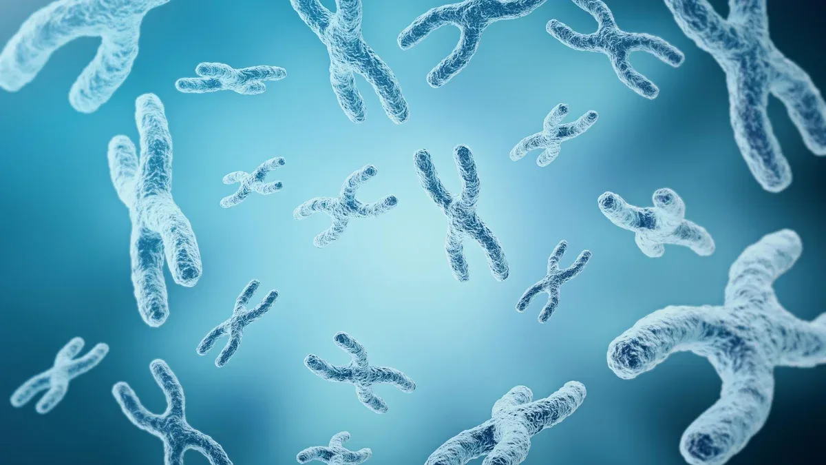 XYchromosomes en tant que concept pour la biologie humaine symbole médical thérapie génique ou recherche génétique en microbiologie rendu 3d