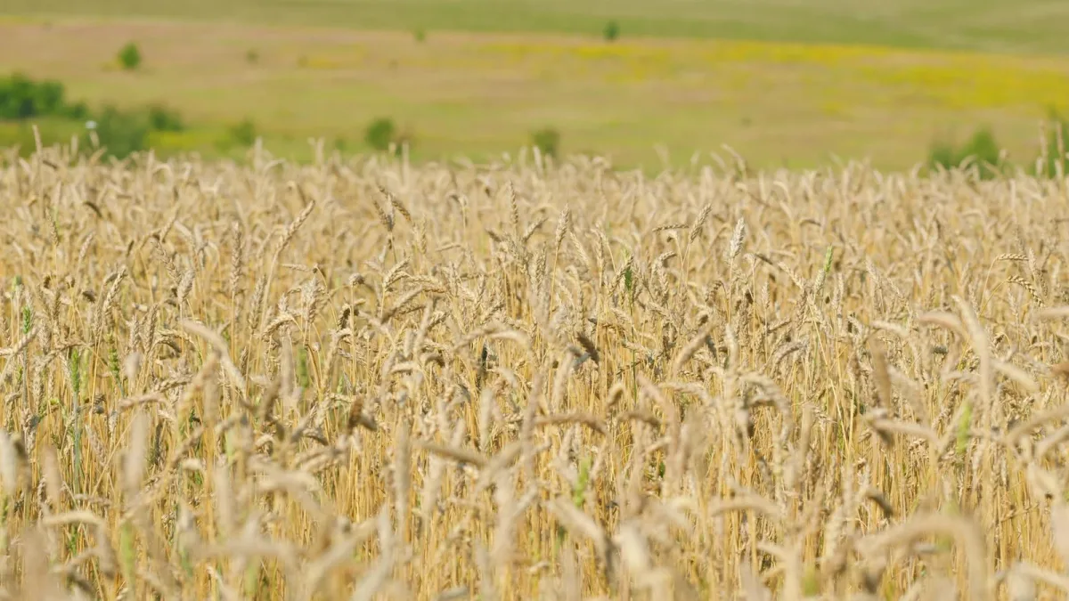 Blé et CO₂ : sous 546 ppm, moins de gluten, plus d’inhibiteurs, et tout dépend de la variété