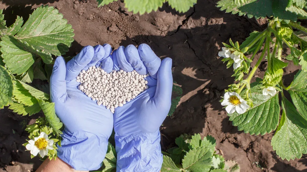 Les mains des agriculteurs dans des gants en caoutchouc donnent de l'engrais chimique aux jeunes buissons de fraises pendant leur période de floraison dans le jardin