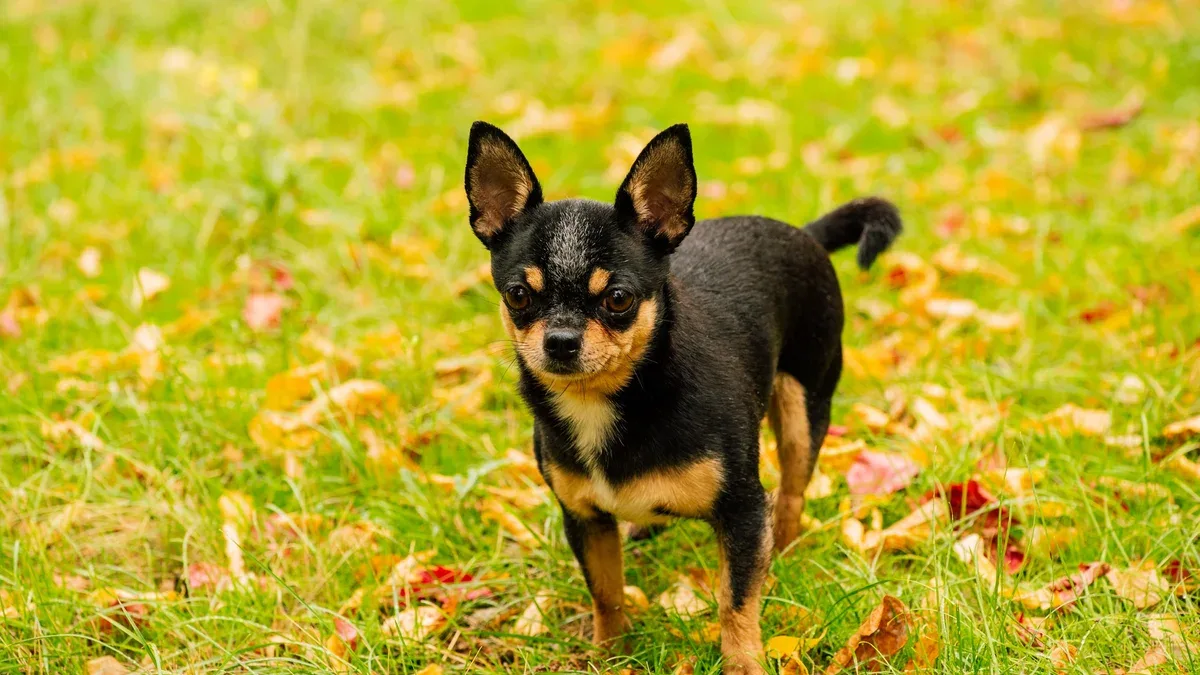 Chien de compagnie Chihuahua marche dans la rue. Chien Chihuahua pour une promenade. Chihuahua noir, marron et blanc. Chiot mignon tôt le matin en promenade. Chien à l'automne se promène dans le jardin ou dans le parc