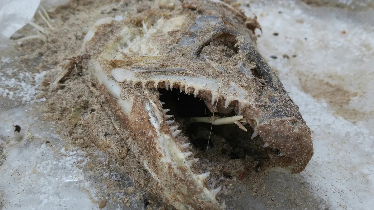 Téter sans s’étouffer : la gorge d’un fossile de 165 millions d’années déjà équipée