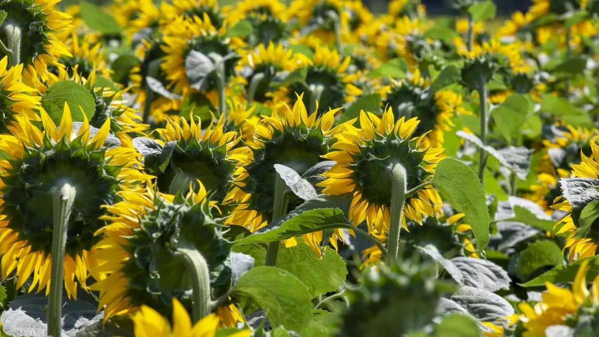 Domaine agricole où le tournesol est cultivé pour la production d'huile