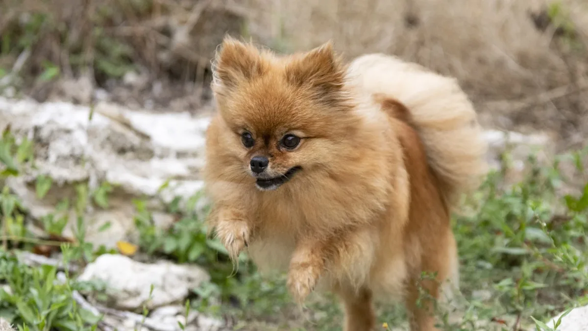 Pourquoi les petits chiens vivent plus longtemps : croissance, IGF-1 et ADN sauteur