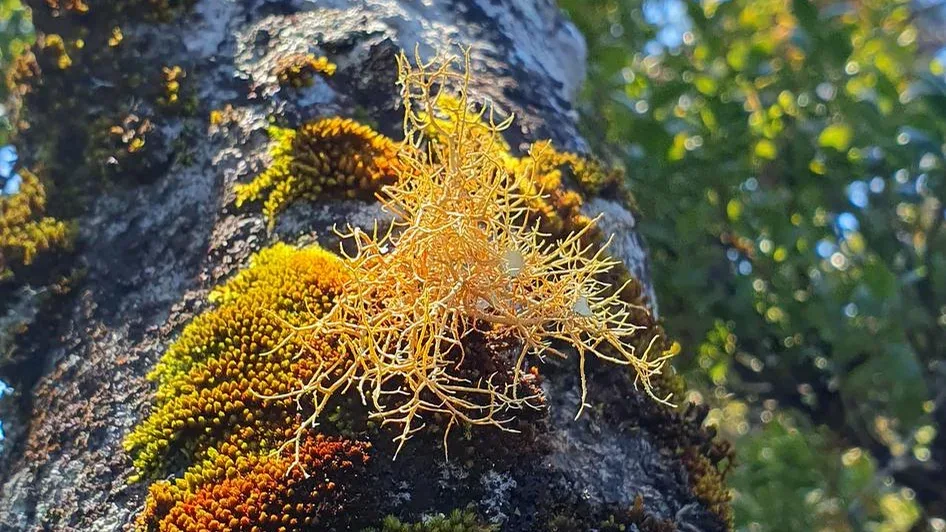 Lichens et qualité de l’air : comment un tronc d’arbre enregistre des années de pollution