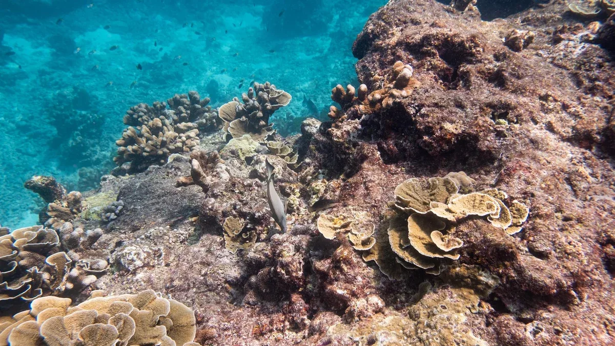 Grand récif corallien sur pierre avec des poissons dans la mer bleue