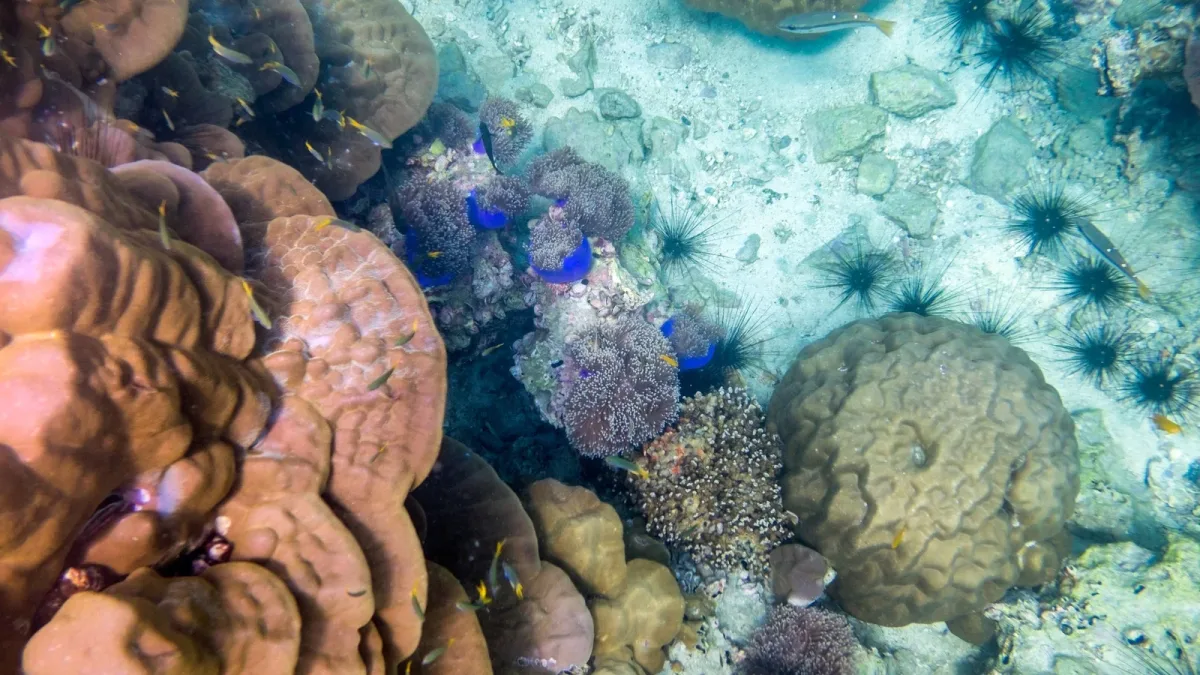 Récifs coralliens : comment une caméra qui corrige les vagues et l’IA mesurent leur état