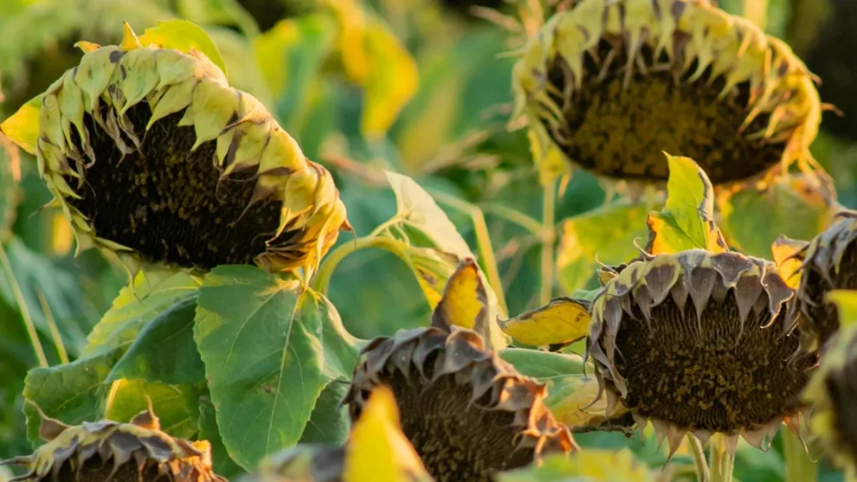 Tournesols tolérants aux herbicides : un effet sur l’eau qui reste à mesurer