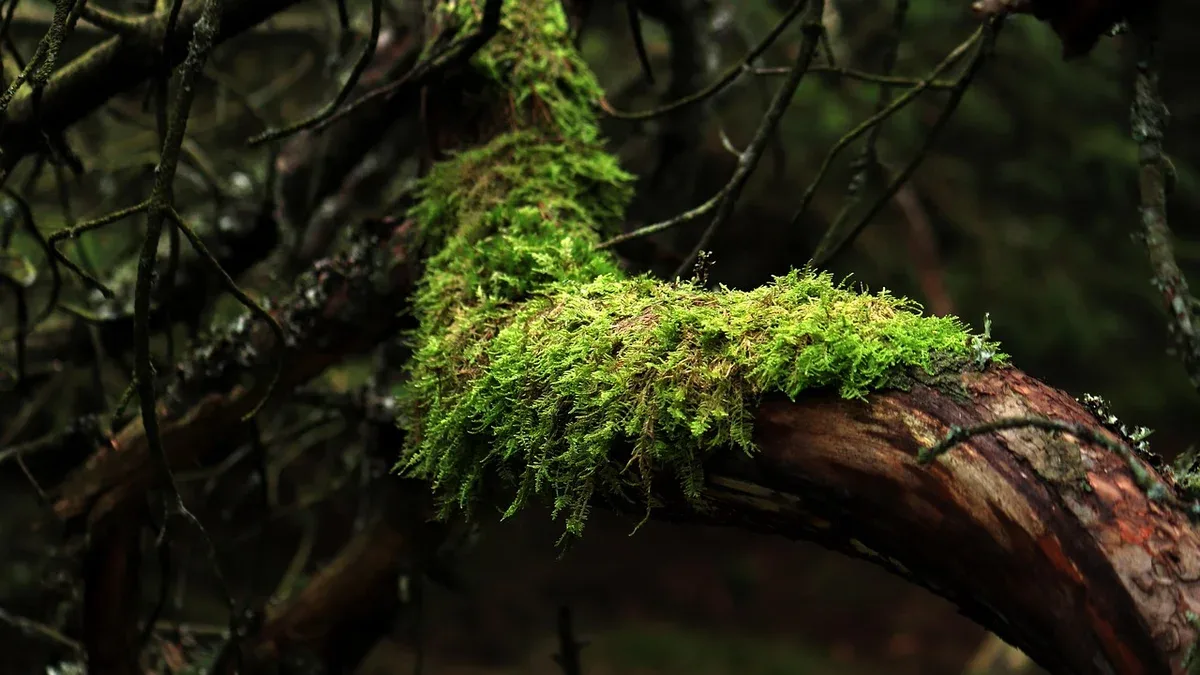 moss