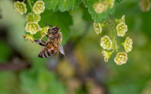 Le rôle du chanvre dans le maintien des populations d’abeilles