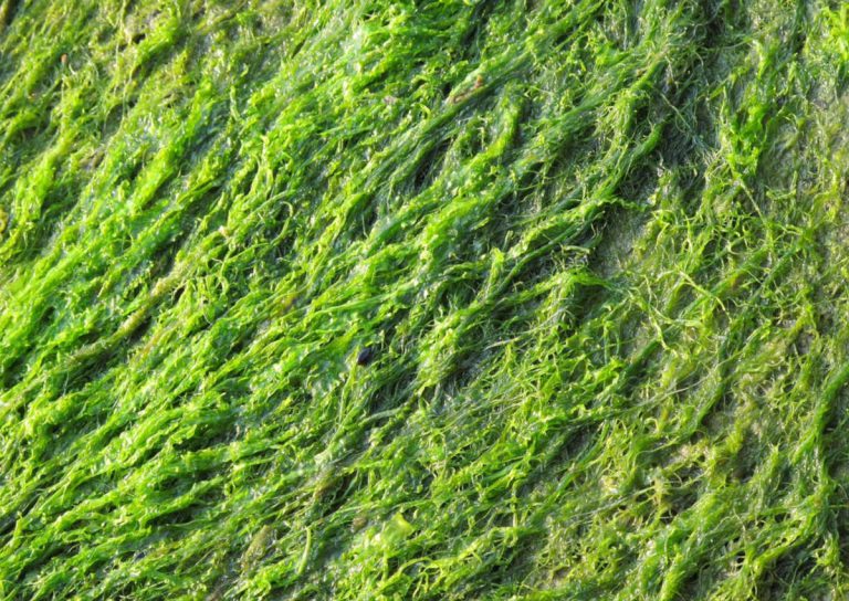 Comprendre les algues vertes et leurs cons&eacute;quences sur la vie marine