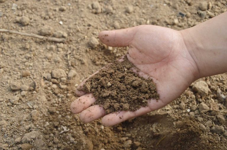 Le compost favorise-t-il le drainage