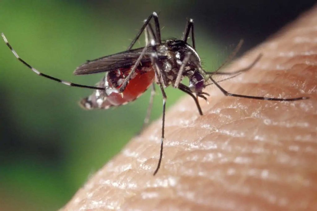 Combien de fois pique un moustique ? Imep CNRS — free download