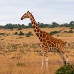 Safari inoubliable au Kenya entre nature et vie sauvage