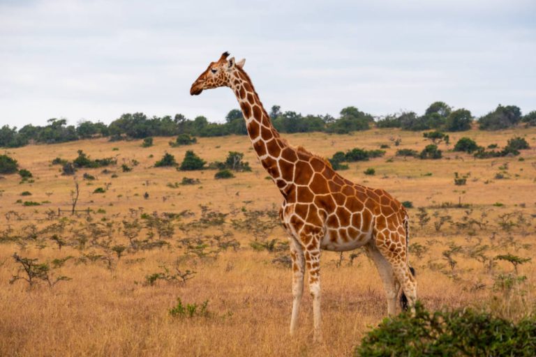 Safari inoubliable au Kenya entre nature et vie sauvage