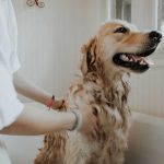 ​Nos astuces pour baigner votre chien