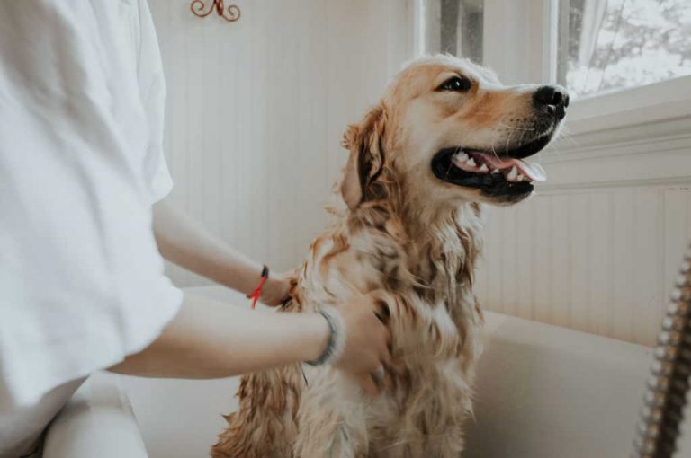 ​Nos astuces pour baigner votre chien