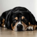 Les troubles digestifs chez votre chien