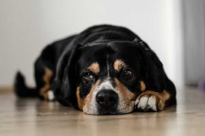 Les troubles digestifs chez votre chien