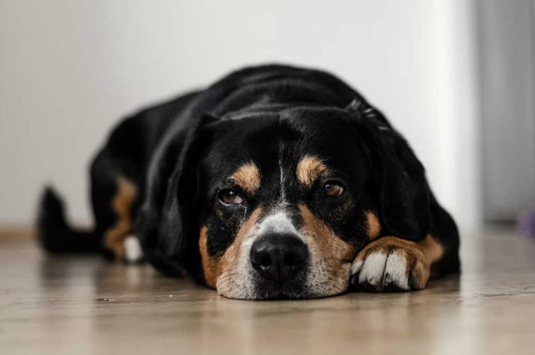 Les troubles digestifs chez votre chien