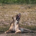 Le renforcement peut encourager un mauvais comportement de votre chien