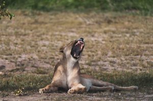 Le renforcement peut encourager un mauvais comportement de votre chien