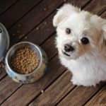 Quelle est la dur&eacute;e maximale du manque de nourriture pour un chien ?