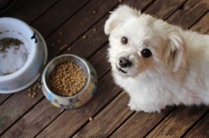 Quelle est la dur&eacute;e maximale du manque de nourriture pour un chien ?